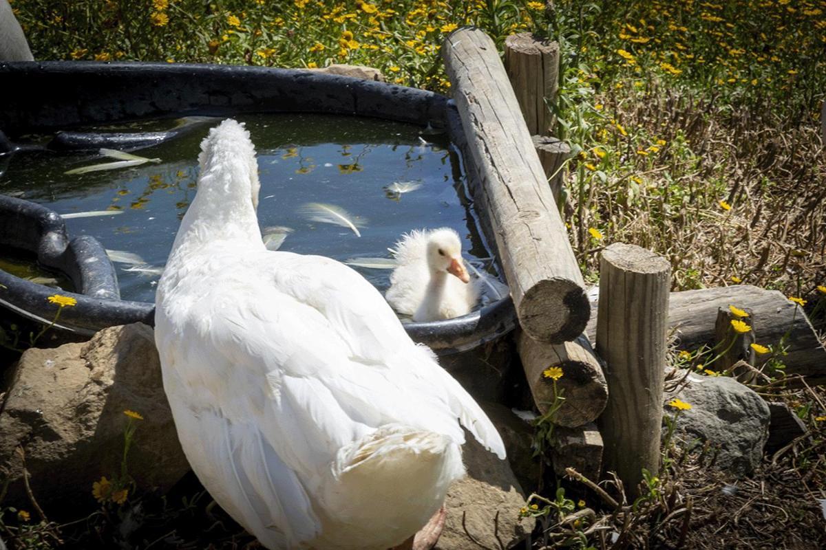 Palagina Il Borgo Agricolo Camping Figline Valdarno